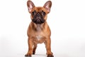 French Bulldog Dog Stands On A White Background Royalty Free Stock Photo