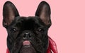 french bulldog dog sticking out tongue at the camera Royalty Free Stock Photo