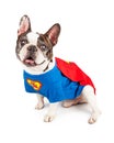 French Bulldog Dog in Super Hero Costume Royalty Free Stock Photo