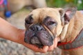 French Bulldog dog with swollen face and red puffy eyes after suffering an allergic reaction Royalty Free Stock Photo