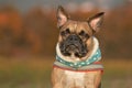 French Bulldog dog with teal dotted neckscarf in front of blurry autumn background Royalty Free Stock Photo