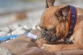 French Bulldog dog on vacation on beach lying on blanket and eating shell of a Maja Squinado European spider crab