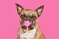 French Bulldog dog with Valentine\'s Day kiss lips photo prop Royalty Free Stock Photo