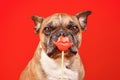 French Bulldog dog with Valentine\'s Day kiss lips photo prop Royalty Free Stock Photo