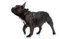 French bulldog dog walking towards something and wearing a pink Royalty Free Stock Photo