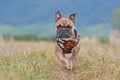 French Bulldog dog wearing a beautiful floral harness running towards camera through meadow