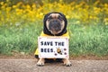 French Bulldog dog wearing bee costume with demonstration sign saying Save the bees Royalty Free Stock Photo