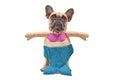 French Bulldog dog wearing a funny full body suit mermaid costume with blue fishtail, seashell bra and fake arms Royalty Free Stock Photo