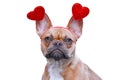 French Bulldog dog wearing funny Valentine headband with red hearts on white background Royalty Free Stock Photo