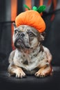 French Bulldog dog wearing Halloween pumpkin costume hat Royalty Free Stock Photo