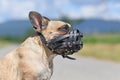 French Bulldog dog wearing leather muzzle