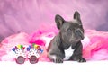 French Bulldog dog wearing pink tutu skirt with glasses saying Happy Birthday Royalty Free Stock Photo