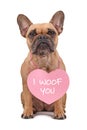 French Bulldog dog wearing Valentine\'s Day heart with text \'I woof you\' around neck isolated on white background