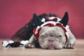 French Bulldog dog wearing red devil horn headband with ribbon and black tutu