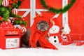 French Bulldog dog wearing red Reindeer costume hat and winter scarf between seasonal Christmas decoration Royalty Free Stock Photo