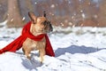 French Bulldog dog wearing warm red winter scarf standing in snow in winter Royalty Free Stock Photo