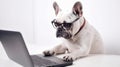 French Bulldog Dog working on laptop computer Royalty Free Stock Photo