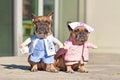 French Bulldog dogs dressed up with doctor and nurse costume