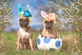 French Bulldog dogs with easter bunny costume ears sitting in giant egg Royalty Free Stock Photo