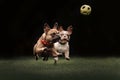 French bulldog dogs playing with a toy outdoors in summer