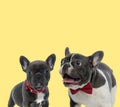French bulldog dogs standing with tongue out Royalty Free Stock Photo