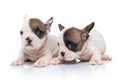 French bulldog dogs with white and fawn fur are looking Royalty Free Stock Photo