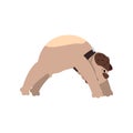 French bulldog doing yoga bridge pose, funny dog practicing yoga cartoon vector Illustration on a white background