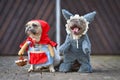 French Bulldog dressed up as fairytale character Little Red Riding Hood and Big Bad Wolf