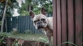 French Bulldog enjoying the outdoors: Running in the backyard and park