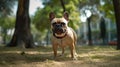 French Bulldog enjoying the outdoors: Running in the backyard and park