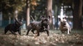 French Bulldog enjoying the outdoors: Running in the backyard and park