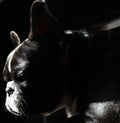 French bulldog faithful dog playful nice Royalty Free Stock Photo