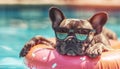 French Bulldog in fency sunglasses floating in swimming pool in Inflatable ring during summer extremely hot heats temperatures. Royalty Free Stock Photo