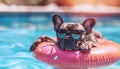 French Bulldog in fency sunglasses floating in swimming pool in Inflatable ring during summer extremely hot heats temperatures.