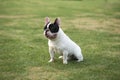 French Bulldog