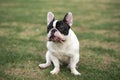 French Bulldog