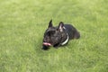 French Bulldog