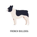 French Bulldog or Frenchie. Funny dog of short-haired breed isolated on white background. Adorable pretty purebred