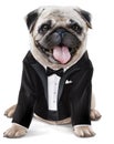 French bulldog gentleman