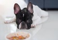 French bulldog get bored of food. French bulldog laying down by the bowl of dog food and ignoring it