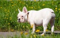 French bulldog on green grass