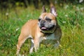 French bulldog on green grass