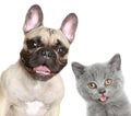 French bulldog and grey kitten Royalty Free Stock Photo