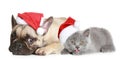 French bulldog and grey kitten Royalty Free Stock Photo