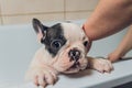 French bulldog at grooming salon having bath. Royalty Free Stock Photo