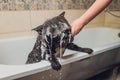 French bulldog at grooming salon having bath. Royalty Free Stock Photo