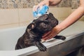 French bulldog at grooming salon having bath. Royalty Free Stock Photo