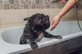 French bulldog at grooming salon having bath. Royalty Free Stock Photo