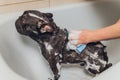 French bulldog at grooming salon having bath. Royalty Free Stock Photo