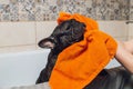 French bulldog at grooming salon having bath. Royalty Free Stock Photo